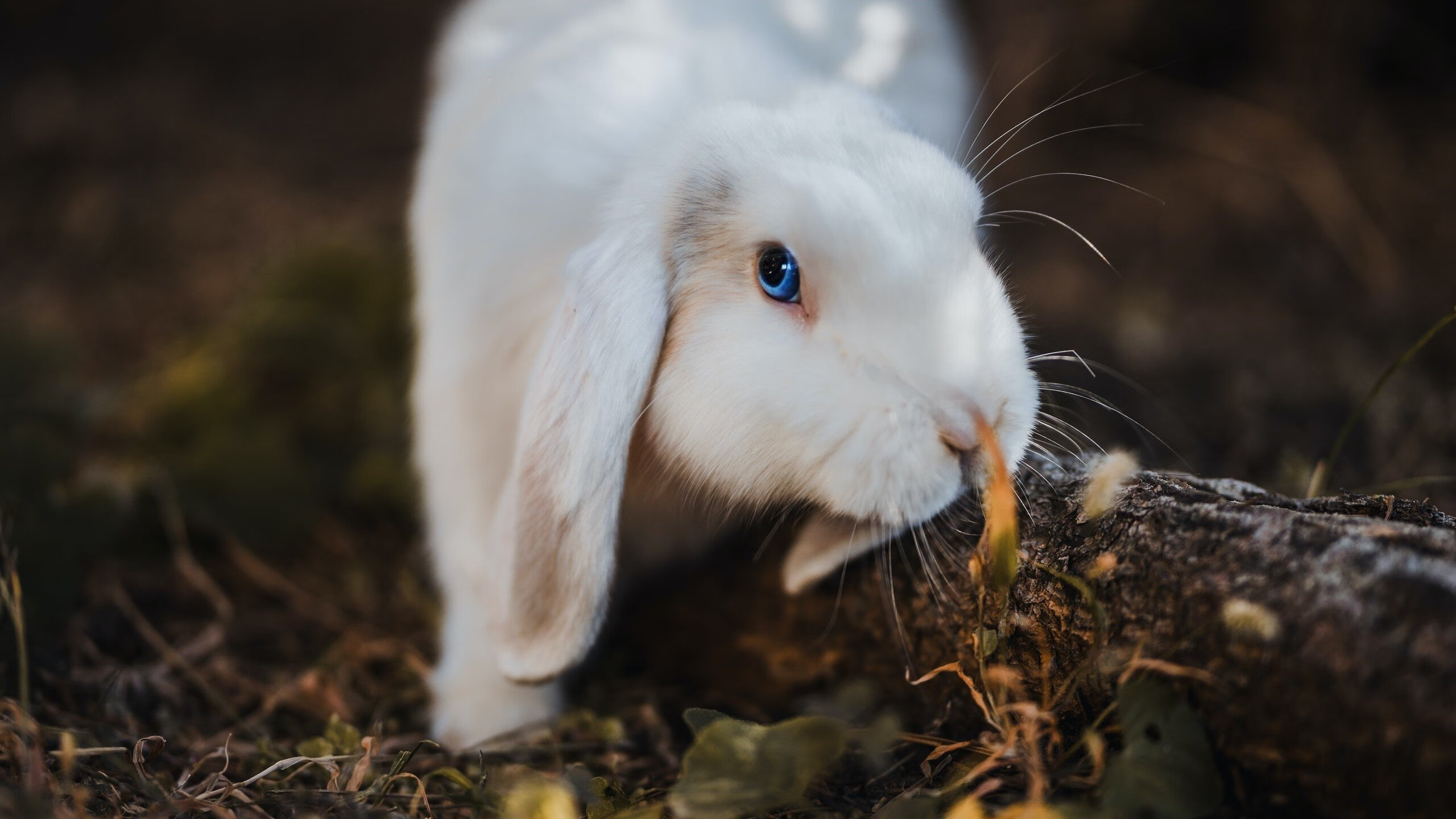 跨洋对决，文班亚马率活塞险胜新疆，天赋与体系的巅峰碰撞