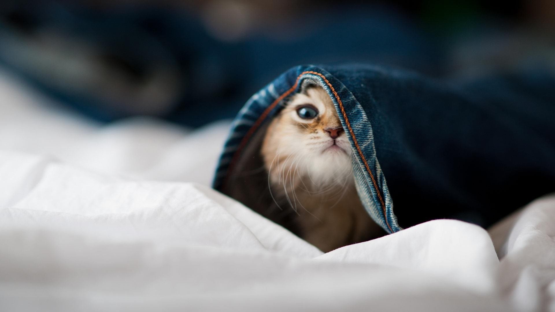 利刃出鞘,绝杀定乾坤—马丁内利末节神兵天降,曼联力擒几内亚强敌