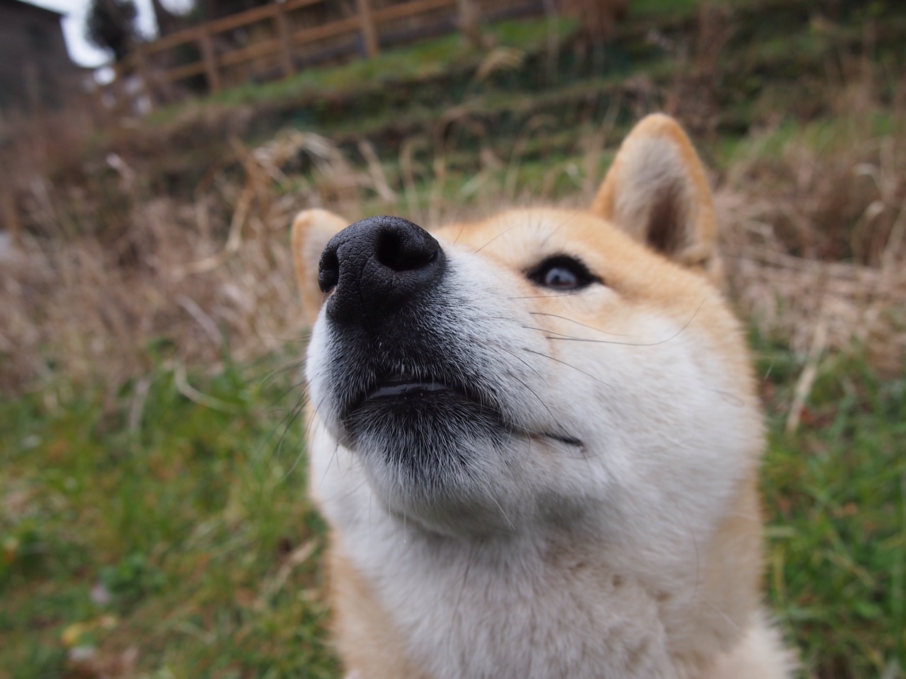 武切维奇30分统治攻防 雷霆47分狂胜上海暴露亚洲篮球差距