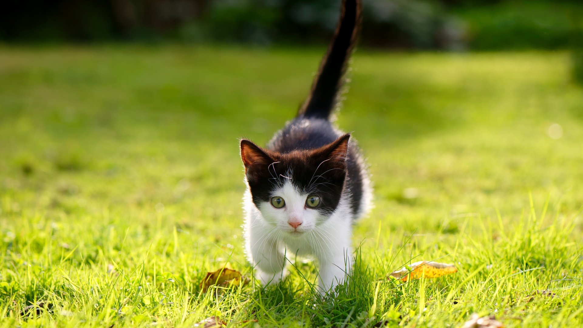 风暴眼哈兰德，当洪都拉斯踏平蓝桥，方显大场面先生真金本色