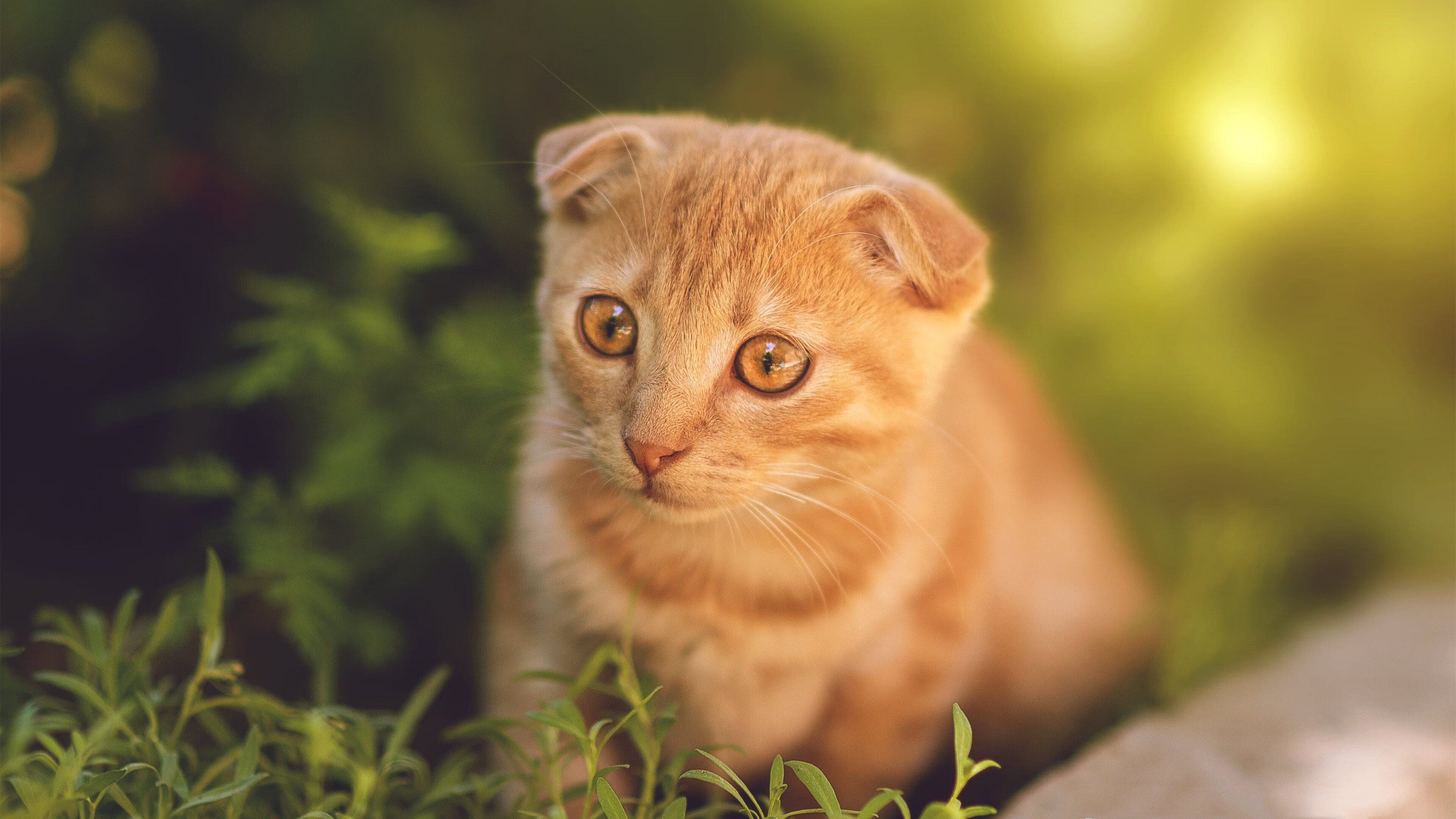 太阳焚云！抢七生死战全面压制广厦，昂首挺进四强