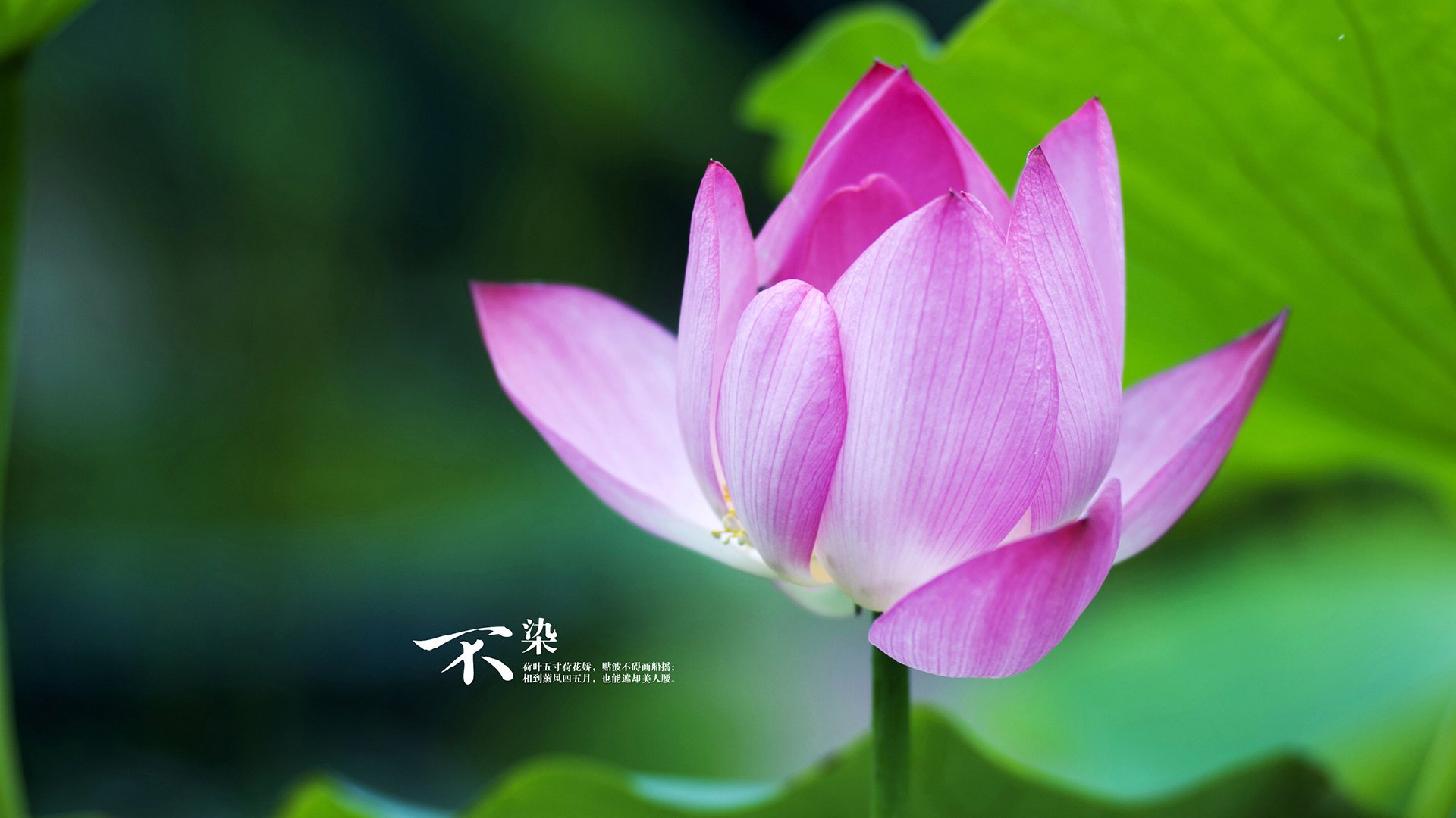 卡塞米罗，硬仗之王的孤独加冕礼，与马赛带走的曼联灵魂