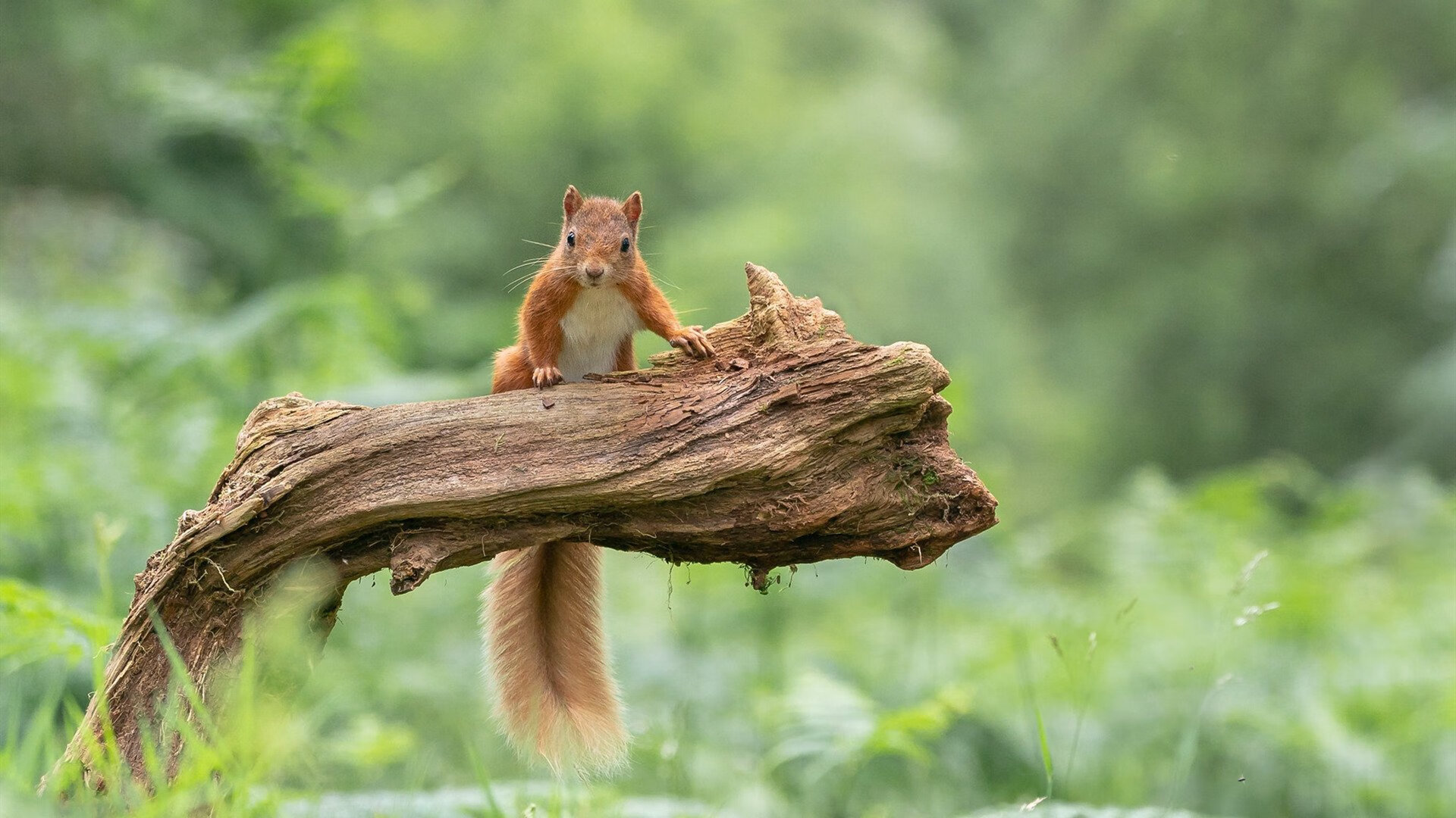 雷霆完胜猛龙，班凯罗证明舞台越大越强