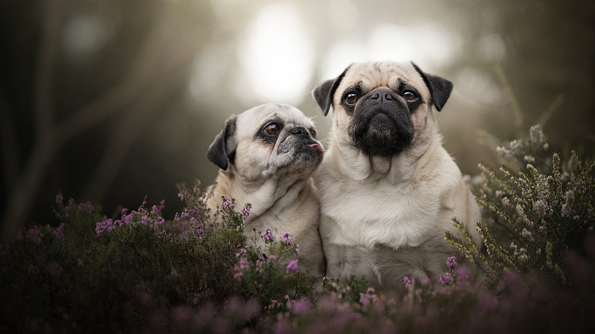 黄蜂风暴,国家德比中巴萨如何冲垮银河战舰