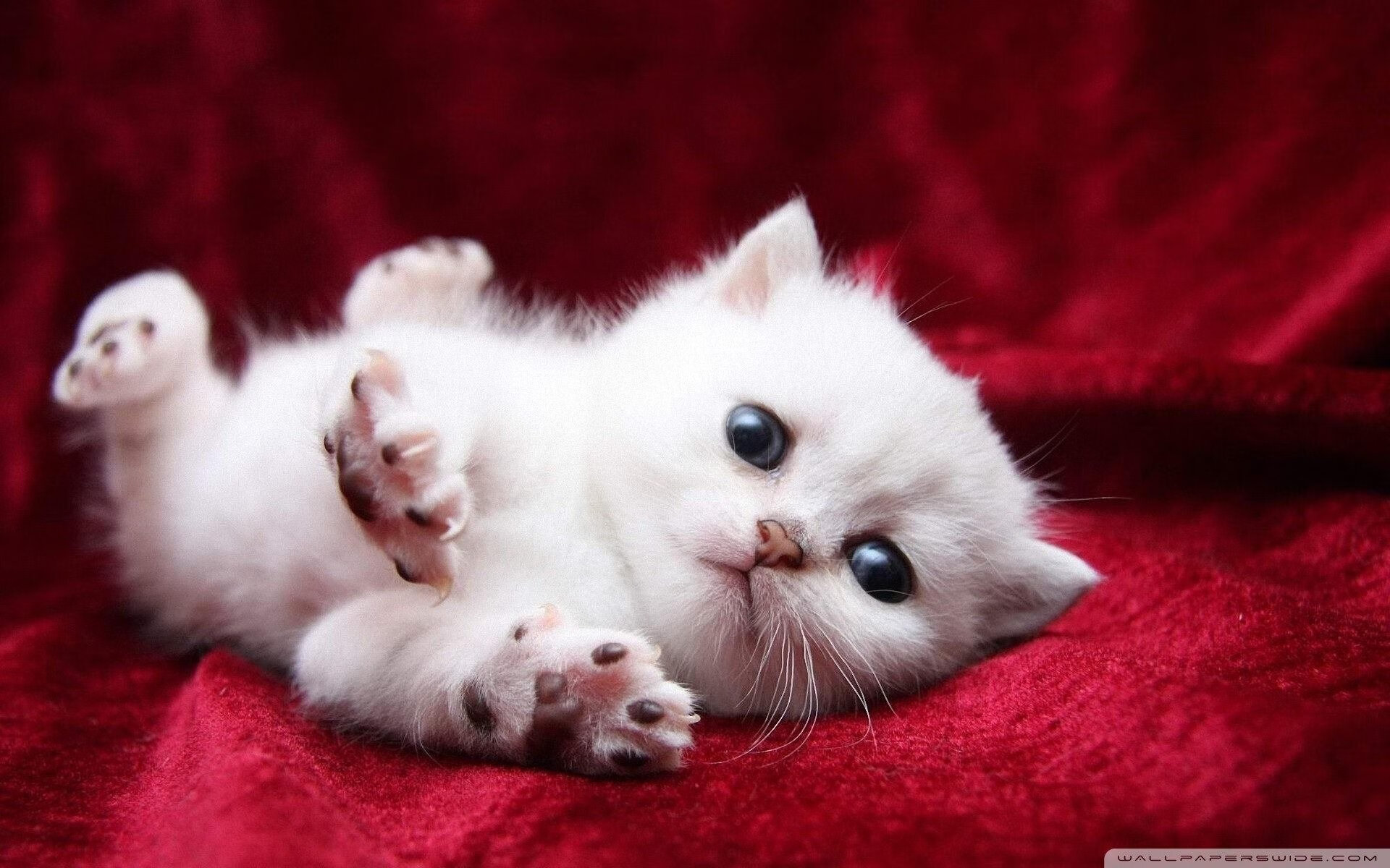 奥地利黑马粉碎AC米兰，拉亚连续得分拉开差距