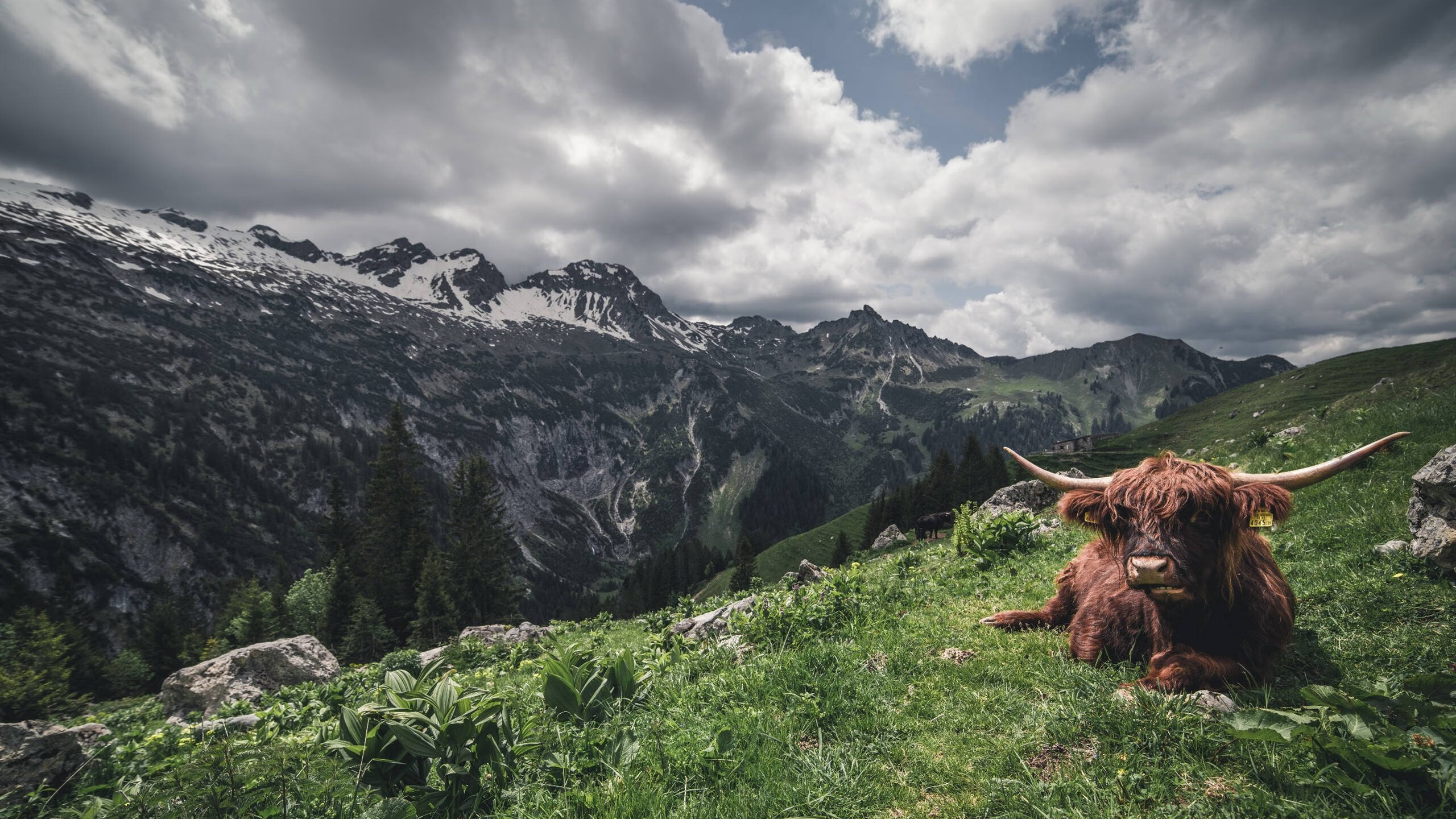钢铁防线与巨星锋芒，篮球比赛中的双重胜利哲学