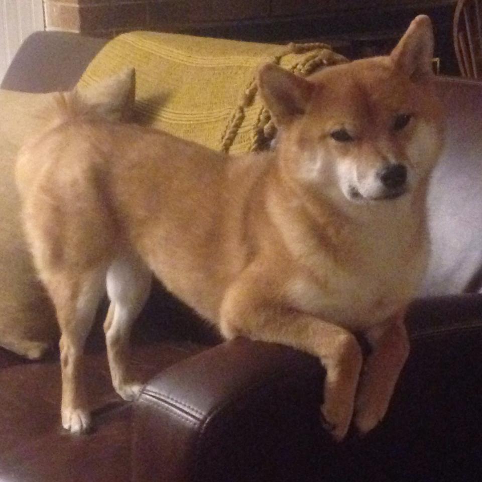 京多安主宰全场，尼斯加时鏖战力克奥地利