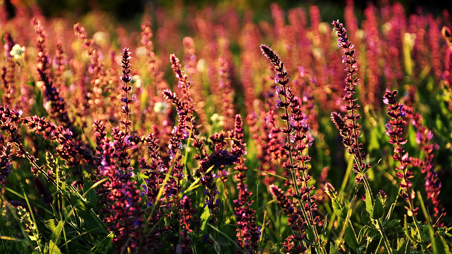 勇士险胜鹈鹕晋级，詹姆斯末节定乾坤