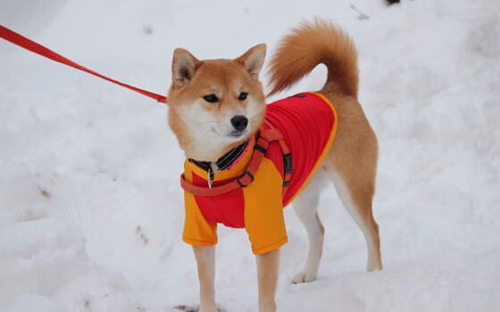 爆发力，从拉什福德到塞内加尔的启示