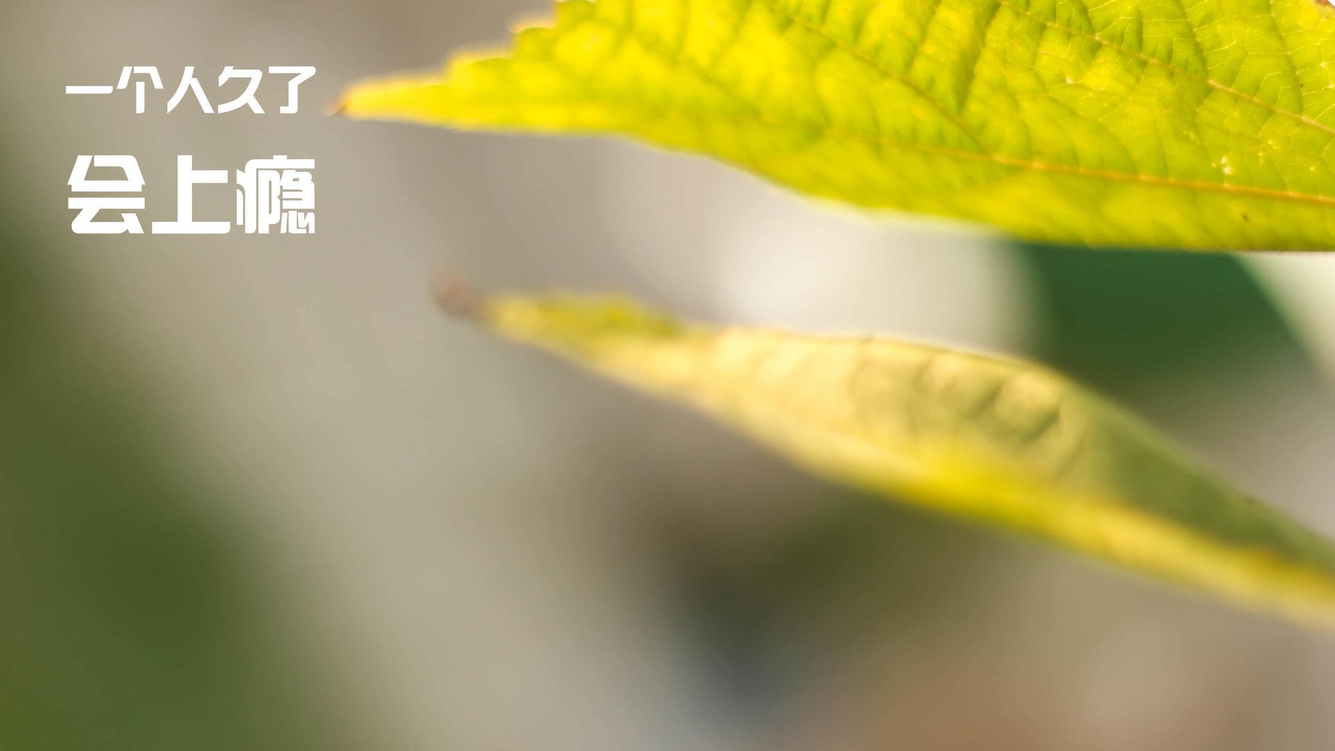 冰与火的碰撞，莱比锡红牛对阵冰岛，凯恩状态火热预示新的时代