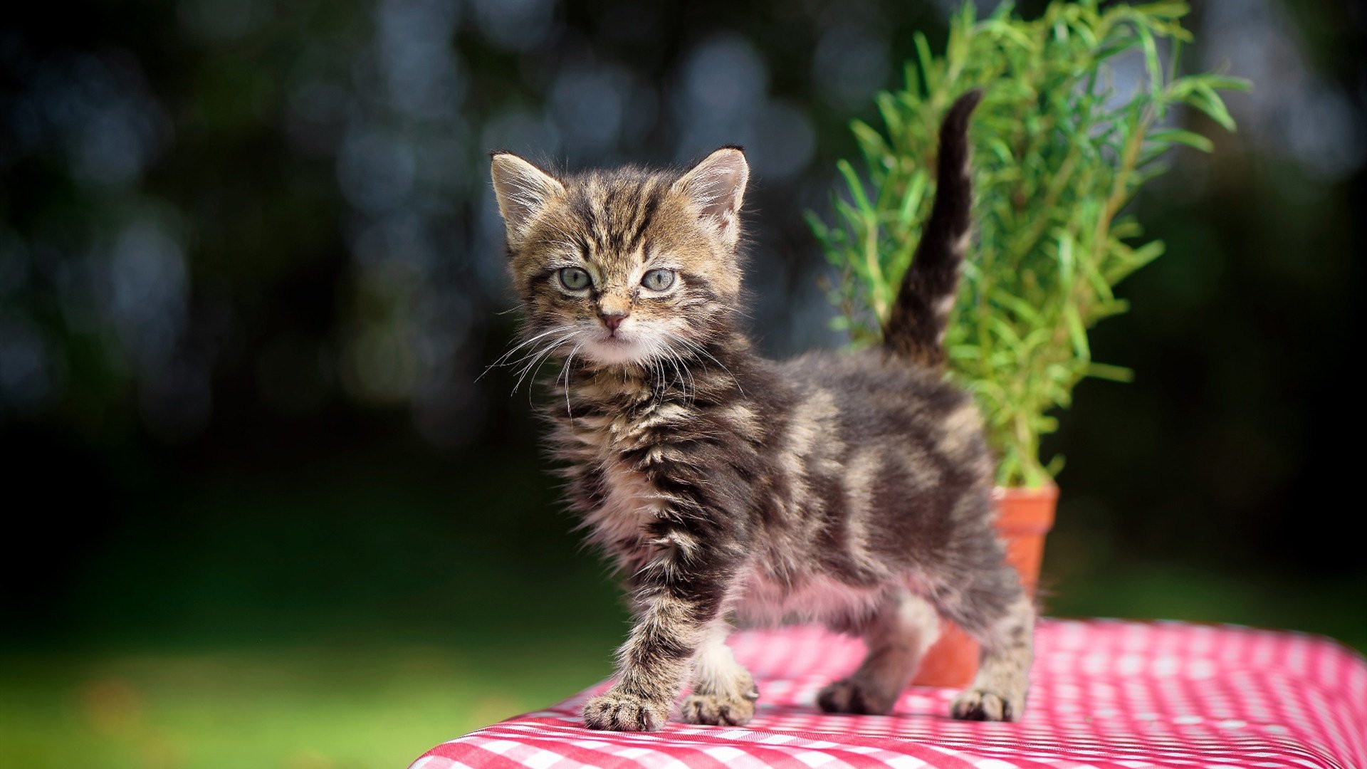 西决风云,湖人用战术教科书诠释何为体系的胜利
