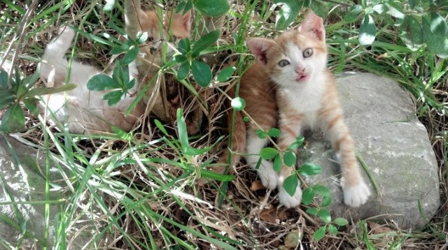 亚特兰大战胜多特蒙德,阿尔瓦雷斯世界杯闪耀,足球世界的双重奏鸣
