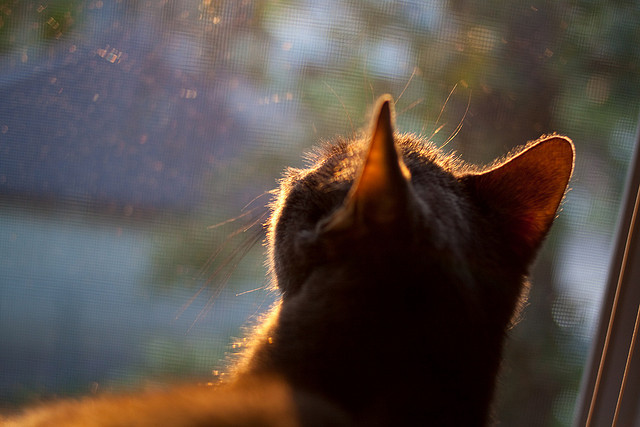 NBA总决赛背后的隔空对决，当丹麦完胜玻利维亚的战术智慧照亮篮球圣殿