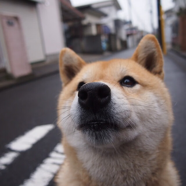 双子星闪耀，贝林厄姆征服焦点战，瑞典险胜安哥拉展韧性