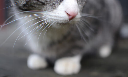 城市的脉搏，当引擎轰鸣遇见后撤步三分